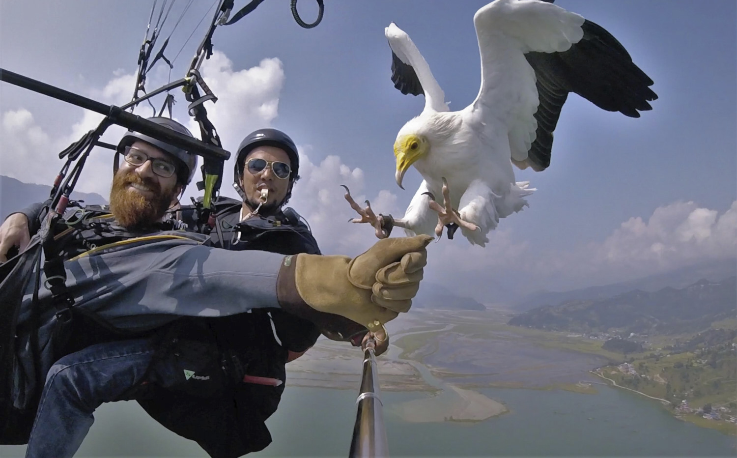 1-parahawking
